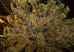 海洋生物