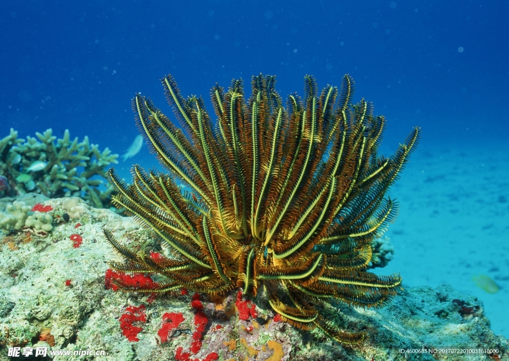 海洋生物