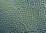 海洋生物