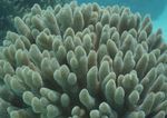 海洋生物