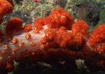 海洋生物