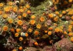 海洋生物