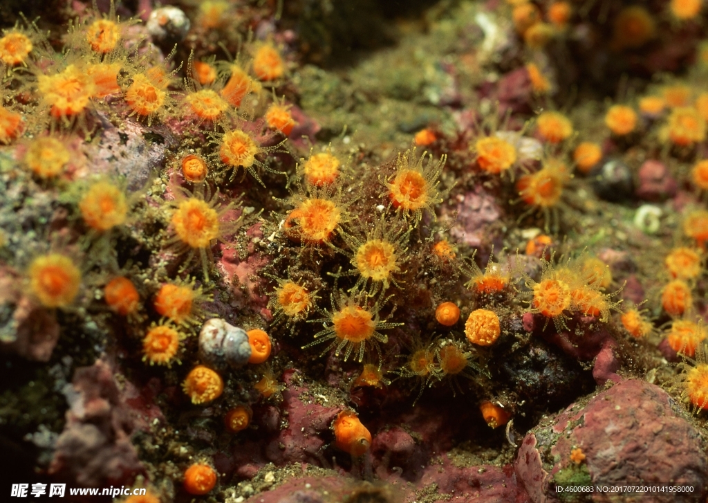 海洋生物