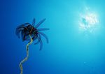 海洋生物