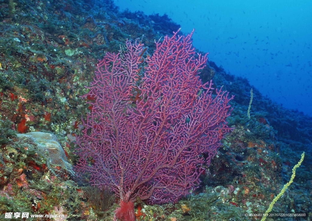 海洋生物