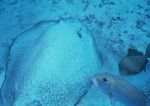 海洋生物