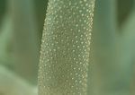 海洋生物
