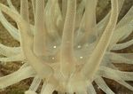 海洋生物