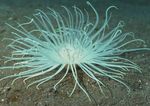 海洋生物