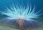 海洋生物