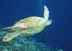 海龟 海洋生物