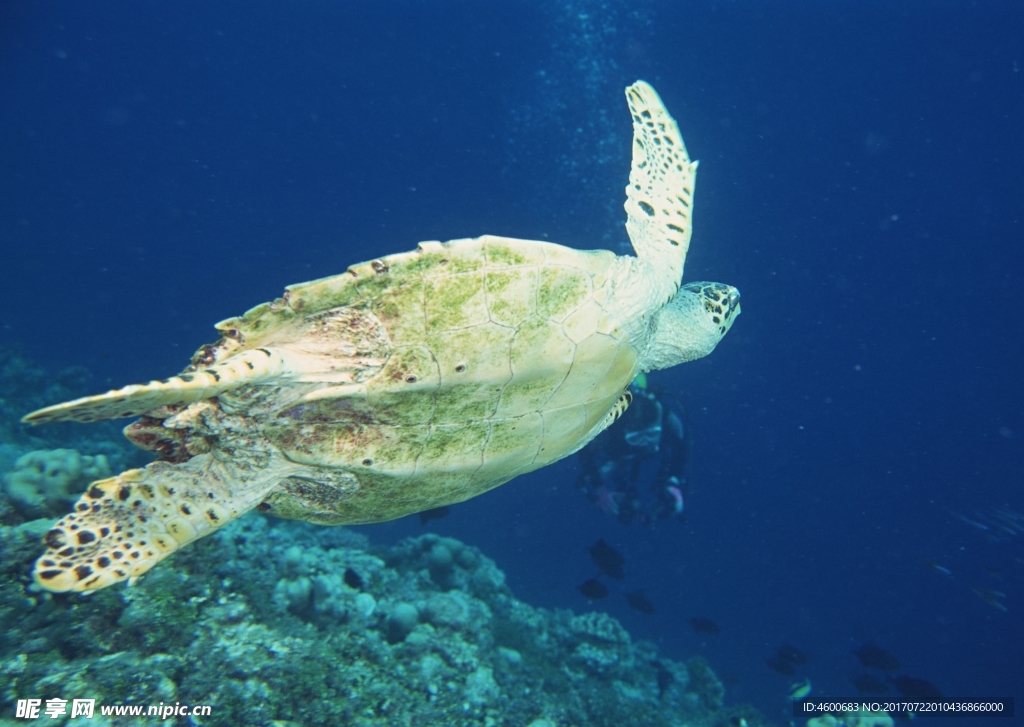 海龟 海洋生物