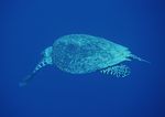 海龟 海洋生物