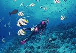 海底潜水    海底游玩游泳