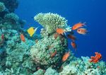 海洋生物   海底鱼类 海水