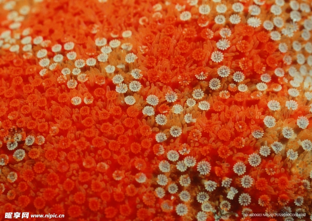 海洋生物   海底鱼类 海水