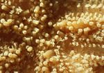 海洋生物   海底鱼类 海水
