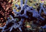 海洋生物   海底鱼类 海水