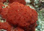 海洋生物   海底鱼类 海水