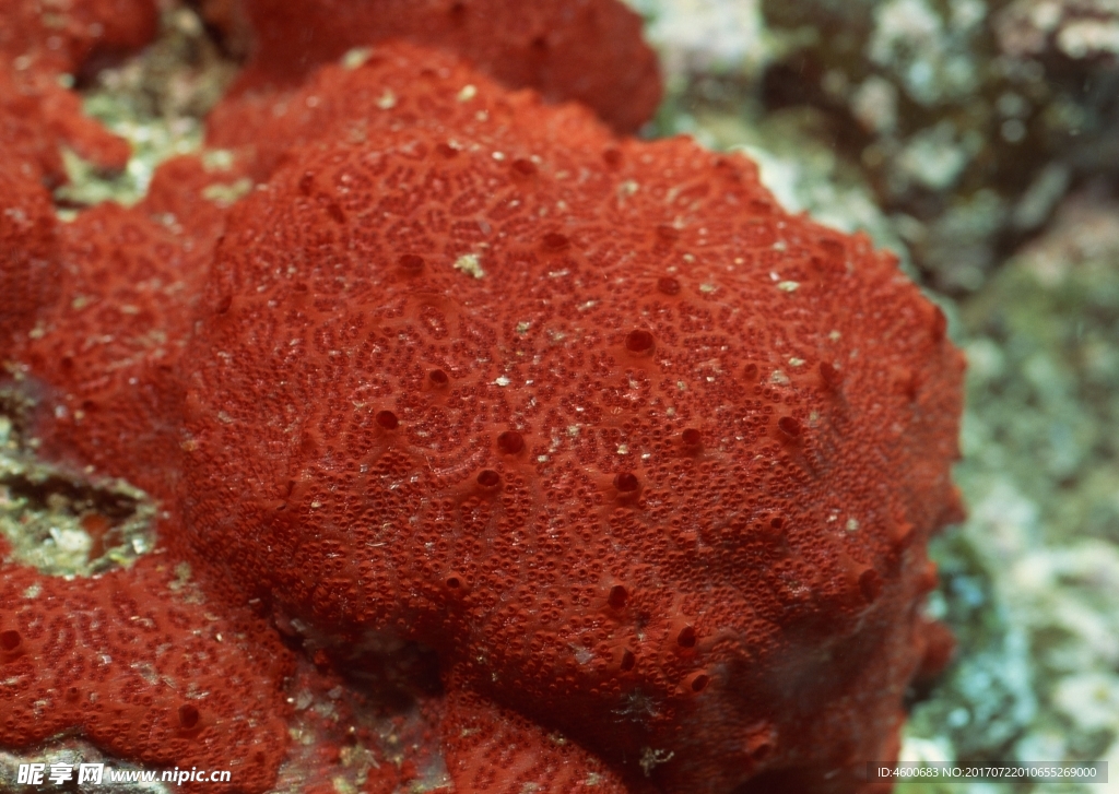 海洋生物   海底鱼类 海水