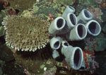 海洋生物   海底鱼类 海水