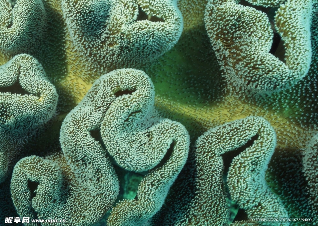 海洋生物   海底鱼类 海水