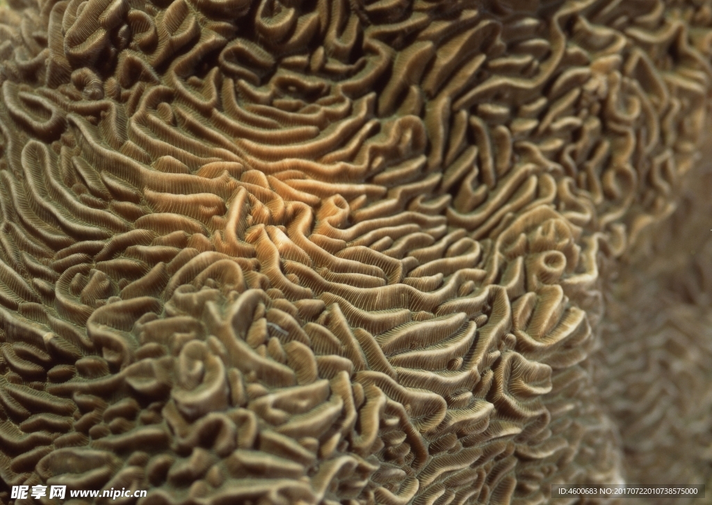 海洋生物   海底鱼类 海水