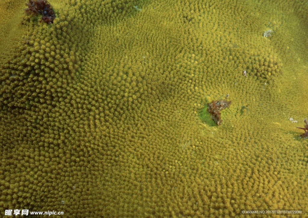 海洋生物   海底鱼类 海水