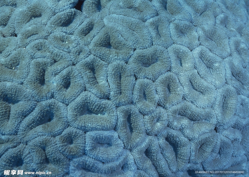 海洋生物   海底鱼类 海水