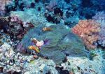 海洋生物   海底鱼类 海水