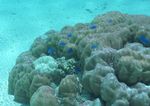 海洋生物   海底鱼类 海水