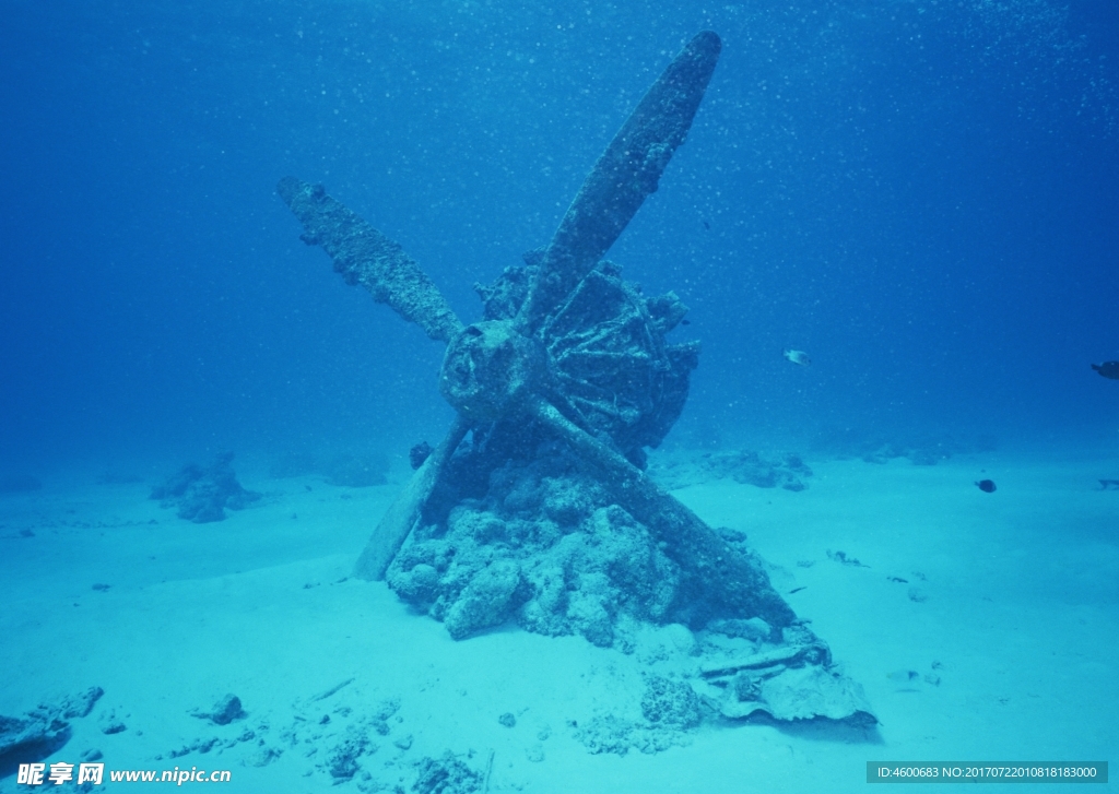 海洋生物   海底鱼类 海水