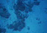 海洋生物   海底鱼类 海水