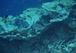 海洋生物   海底鱼类 海水