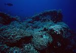 海洋生物   海底鱼类 海水