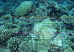 海洋生物   海底鱼类 海水