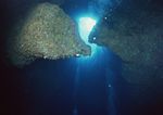 海洋生物   海底鱼类 海水