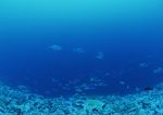 海洋生物   海底鱼类 海水