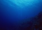 海洋生物   海底鱼类 海水