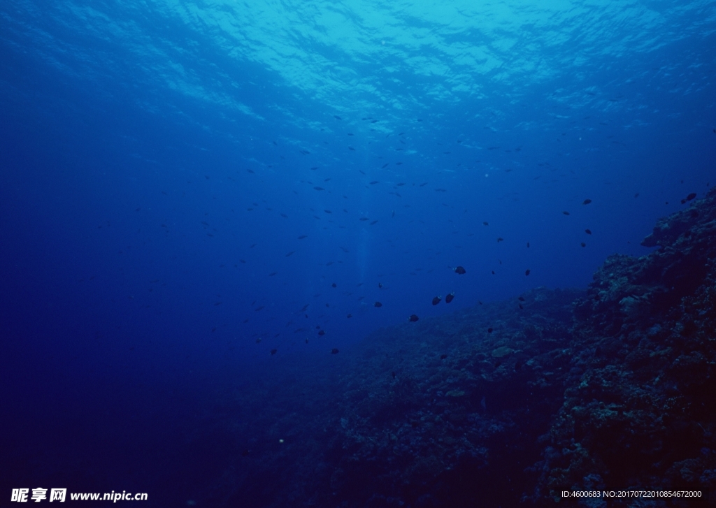 海洋生物   海底鱼类 海水