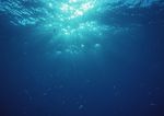 海洋生物   海底鱼类 海水