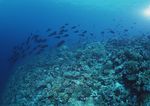 海洋生物   海底鱼类 海水