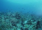 海洋生物   海底鱼类 海水