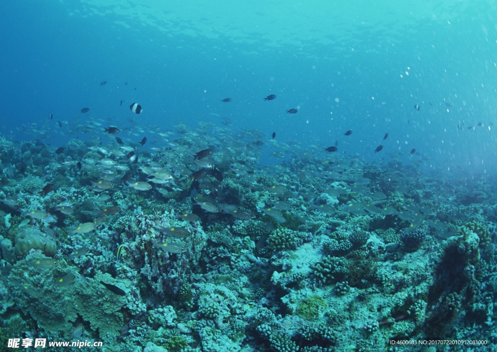 海洋生物   海底鱼类 海水