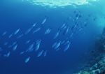 海洋生物