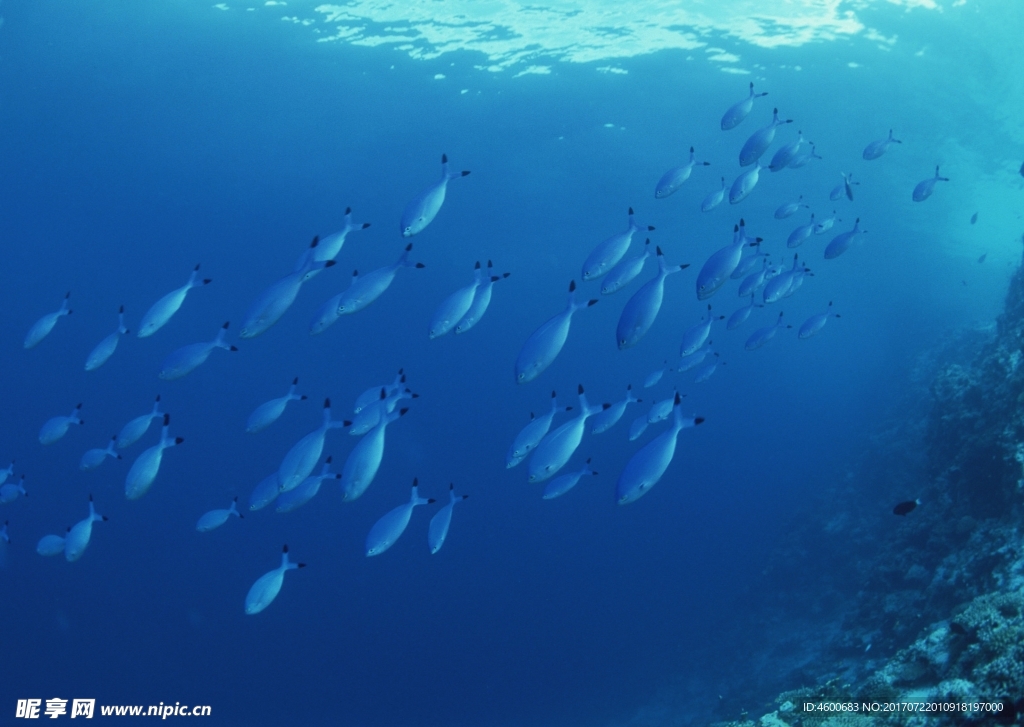 海洋生物