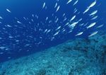 海洋生物