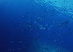 海洋生物