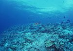 海洋生物