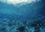海洋生物